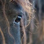 Cavallo Frisone: storia, caratteristiche e come prendersene cura
