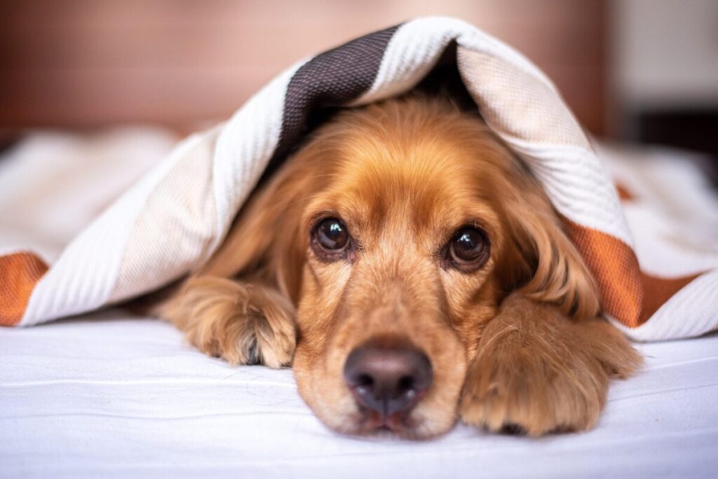 Cocker Spaniel Inglese: carattere, origini, cura e salute