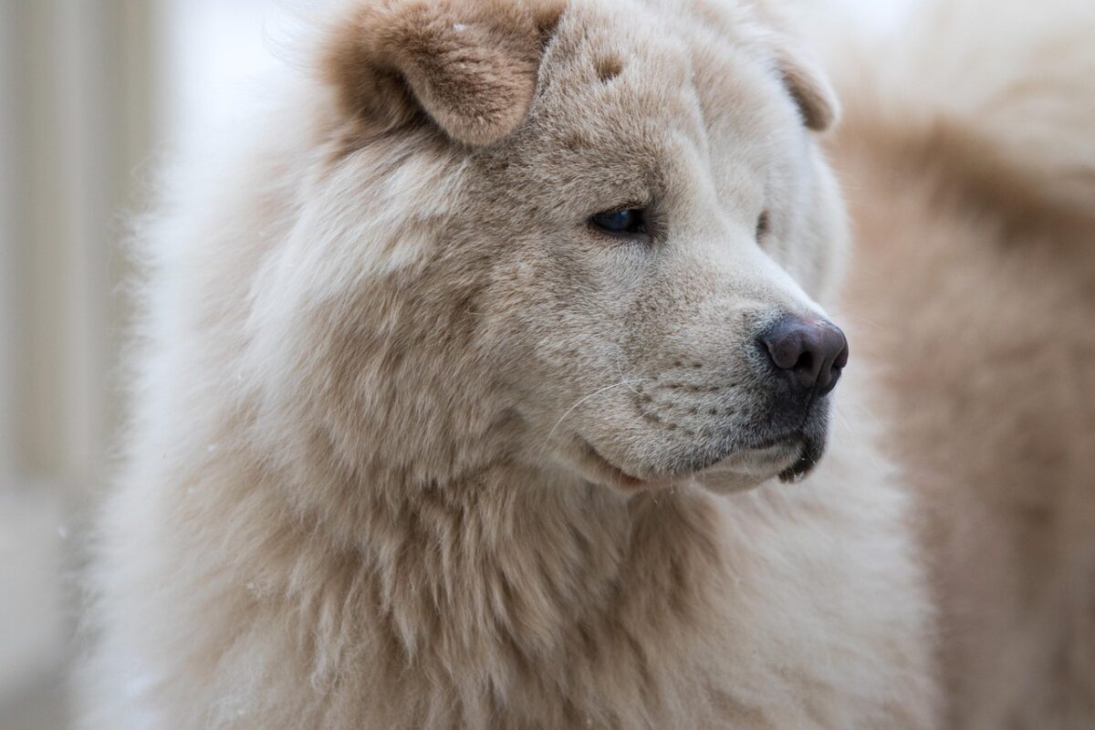 Chow Chow: caratteristiche, carattere e cura del cane dalla lingua blu Chow Chow: caratteristiche, carattere e cura del cane dalla lingua blu