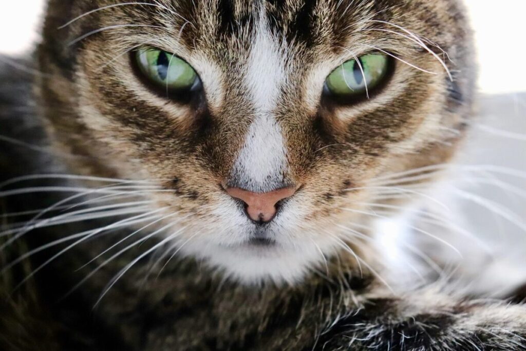 Gatto Europeo: caratteristiche, carattere e consigli per prendersene cura