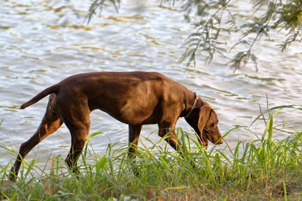 Dobermann: elegante, intelligente e incredibilmente leale