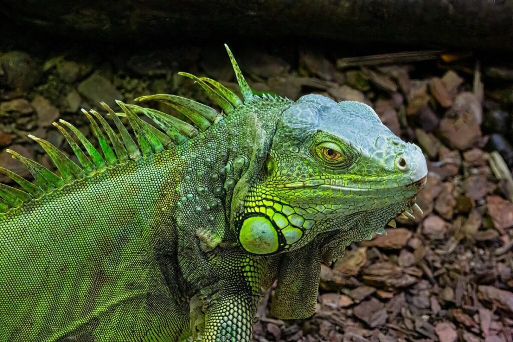 Galleria foto 'Iguana Verde (Iguana iguana): Caratteristiche, Habitat, Alimentazione e Cura' - foto 1
