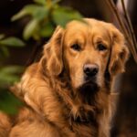Golden Retriever: carattere, aspetto e consigli per prendersene cura