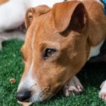 Jack Russell Terrier: carattere, educazione e cura di un piccolo grande cane