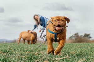 Dogo di Bordeaux: carattere, cure e caratteristiche di un gigante buono