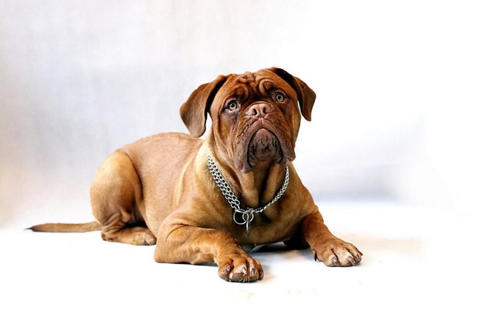 Dogo di Bordeaux: carattere, cure e caratteristiche di un gigante buono Dogo di Bordeaux: carattere, cure e caratteristiche di un gigante buono