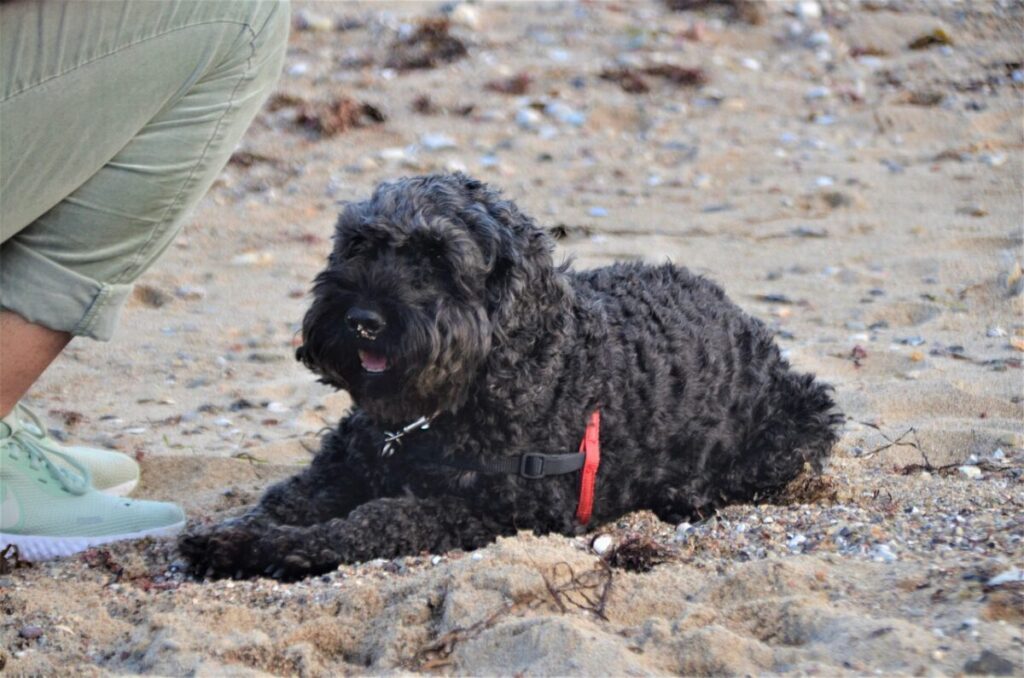 Cockapoo: caratteristiche, carattere e cure del dolce incrocio tra Cocker e Barboncino