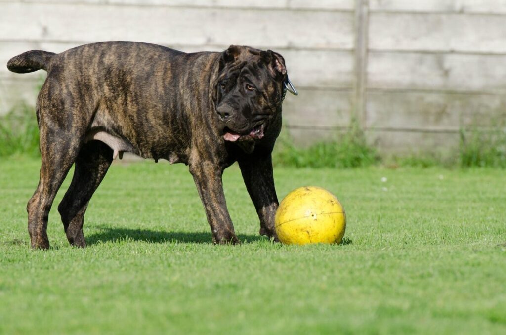 Dogo Canario: storia, caratteristiche e come prendersene cura Dogo Canario: storia, caratteristiche e come prendersene cura