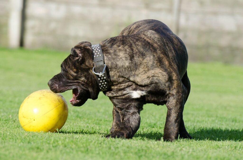 Dogo Canario: storia, caratteristiche e come prendersene cura Dogo Canario: storia, caratteristiche e come prendersene cura