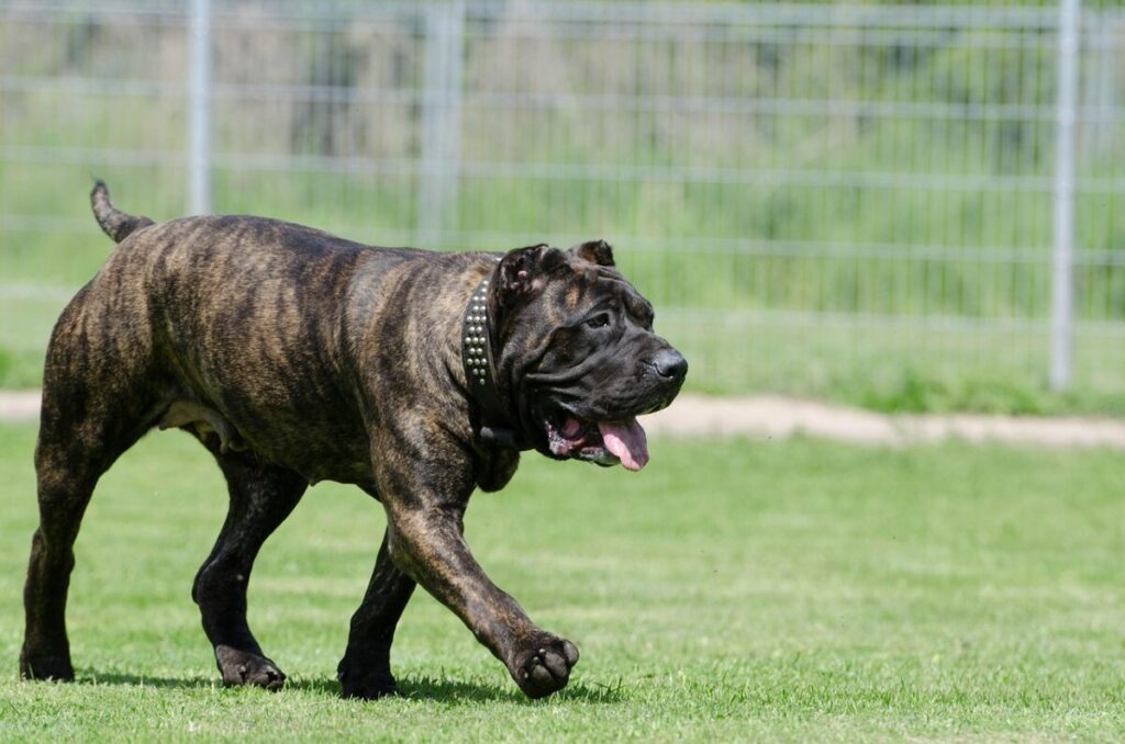 Dogo Canario: storia, caratteristiche e come prendersene cura Dogo Canario: storia, caratteristiche e come prendersene cura