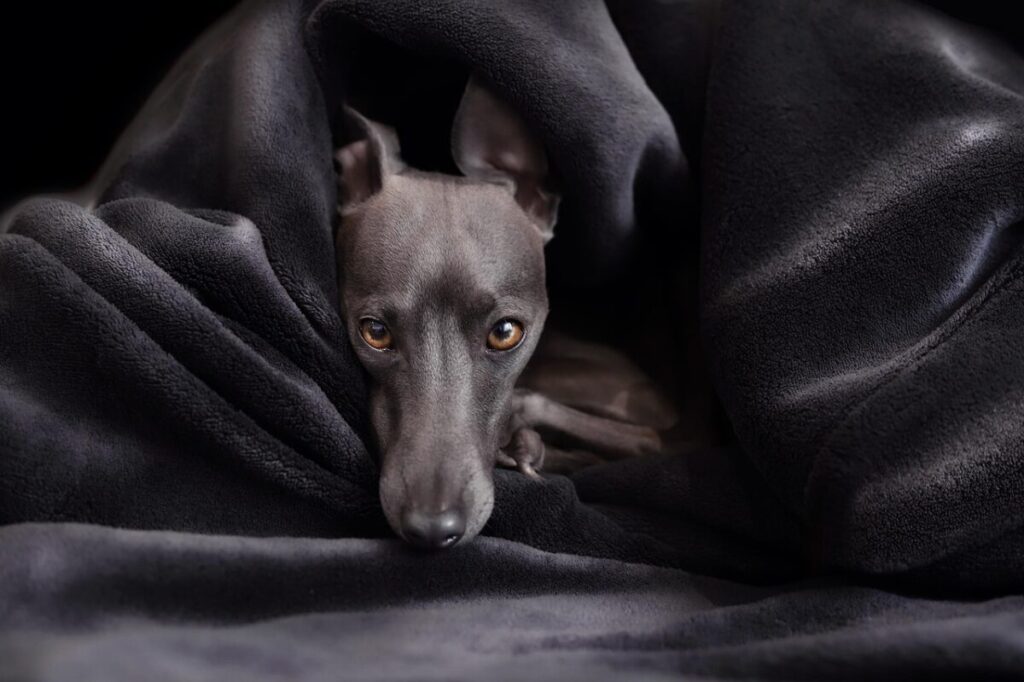 Greyhound o Levriero Inglese: il cane più veloce del mondo