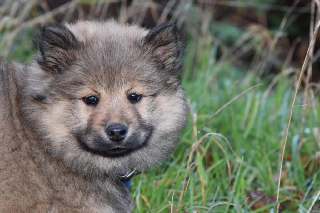 Eurasier: caratteristiche, carattere e cure di una razza affettuosa e intelligente