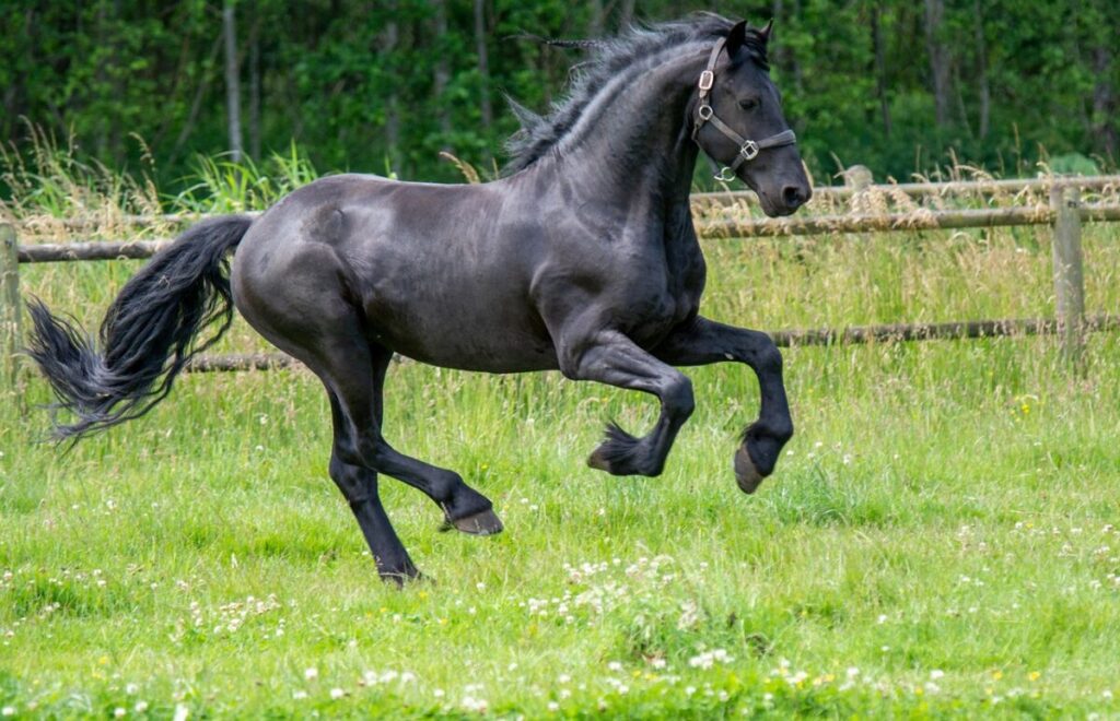 Cavallo Frisone: storia, caratteristiche e come prendersene cura