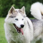 Cane Groenlandese: caratteristiche, carattere e cura della razza artica