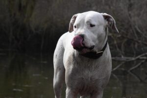 Dogo Argentino: caratteristiche, carattere e consigli per crescerlo al meglio