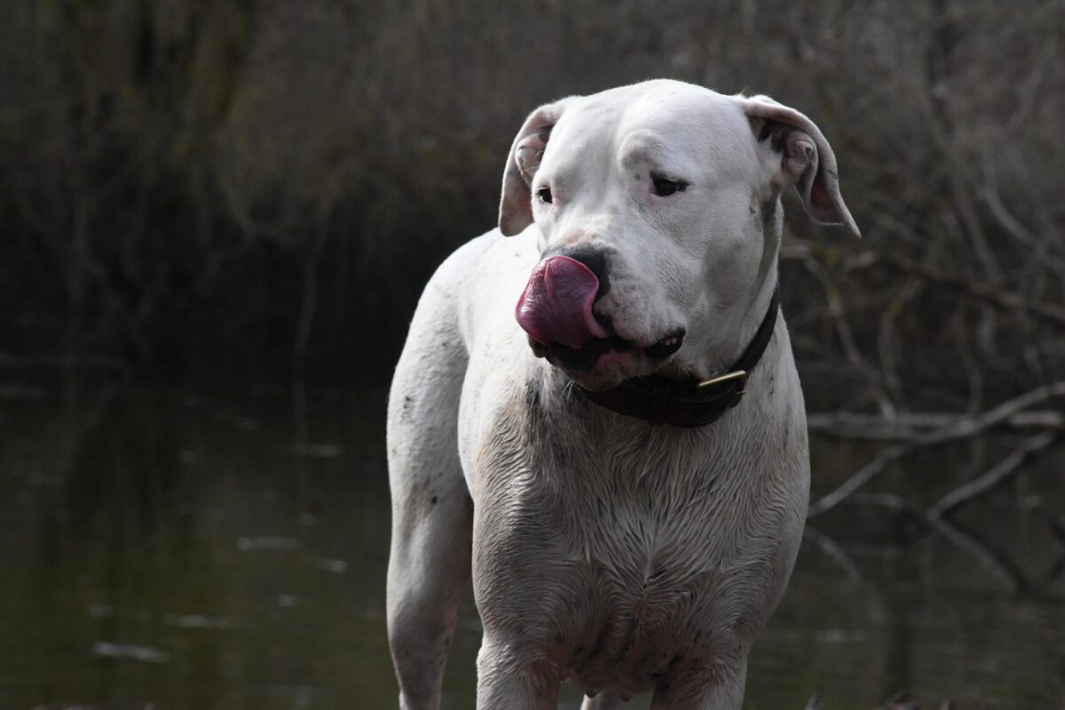 Dogo Argentino: caratteristiche, carattere e consigli per crescerlo al meglio Dogo Argentino: caratteristiche, carattere e consigli per crescerlo al meglio