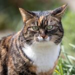 Havana Brown: il gatto color tabacco dal cuore affettuoso