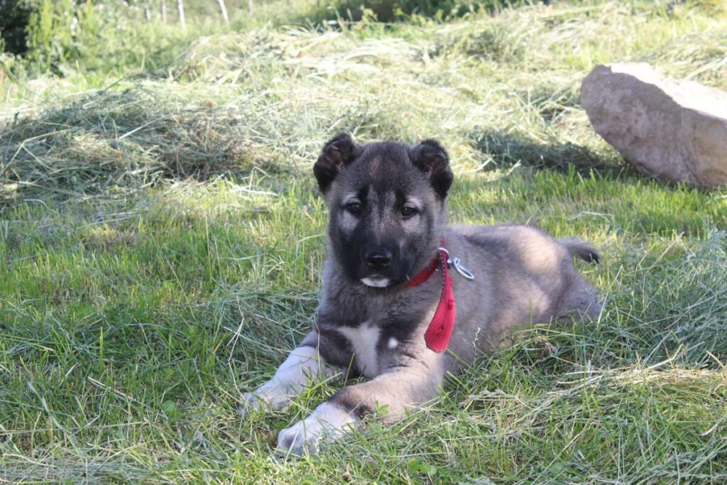 Kangal: il cane custode dell’Anatolia forte, leale e protettivo