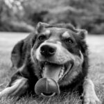 Kelpie Australiano: carattere, caratteristiche e consigli per crescerlo al meglio