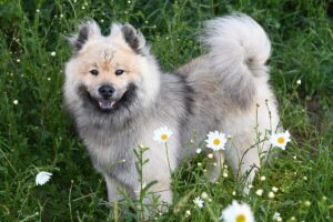 Eurasier: caratteristiche, carattere e cure di una razza affettuosa e intelligente