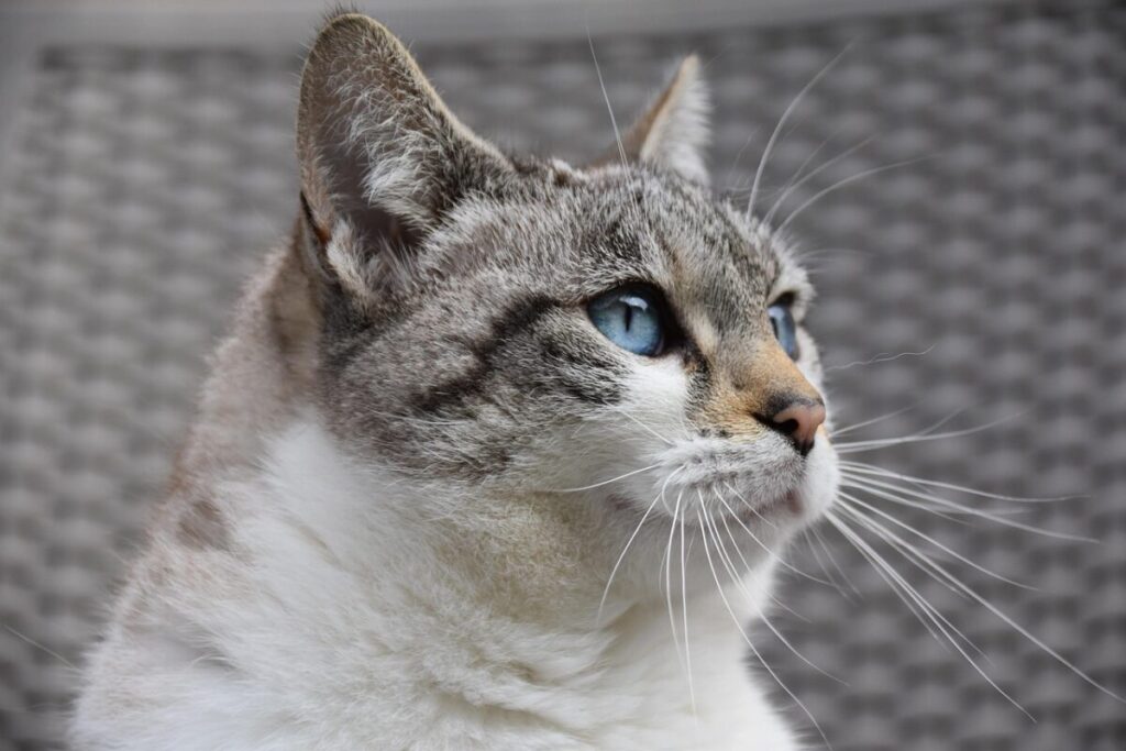 Gatto Europeo: caratteristiche, carattere e consigli per prendersene cura