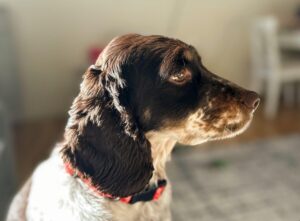 Cocker Spaniel Inglese: carattere, origini, cura e salute