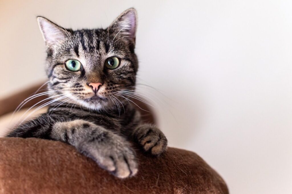 American Shorthair: il gatto forte, affettuoso e indipendente