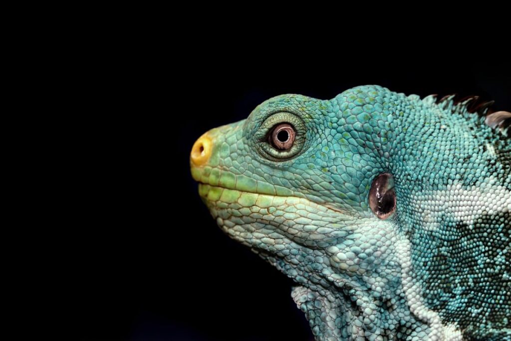 Galleria foto 'Iguana Verde (Iguana iguana): Caratteristiche, Habitat, Alimentazione e Cura' - foto 2