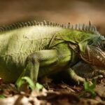 Iguana Verde (Iguana iguana): Caratteristiche, Habitat, Alimentazione e Cura