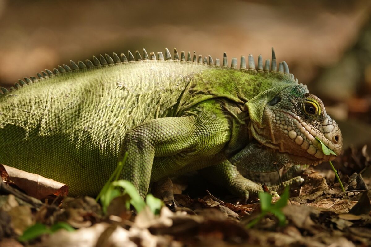 Iguana Verde (Iguana iguana): Caratteristiche, Habitat, Alimentazione e Cura