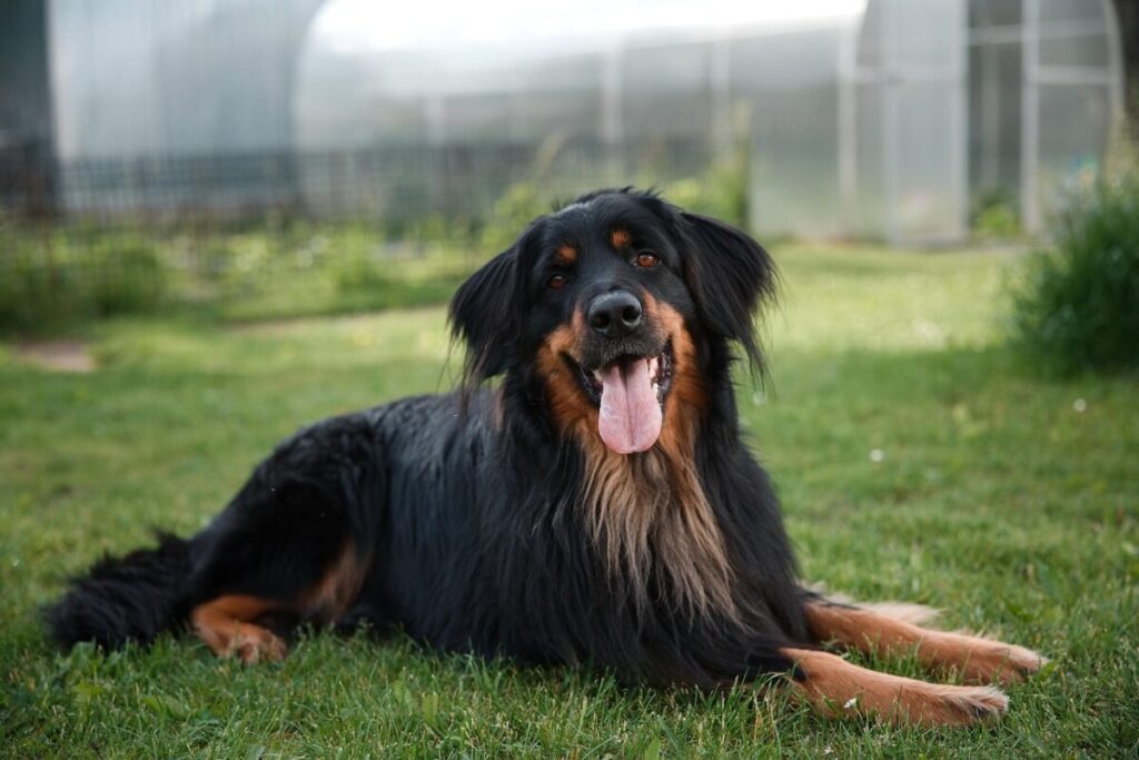 Hovawart: carattere, origini e caratteristiche del nobile cane da guardia tedesco
