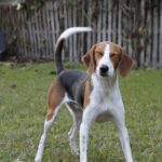 English Foxhound: storia, caratteristiche e carattere del segugio inglese da volpe