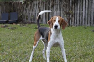 English Foxhound: storia, caratteristiche e carattere del segugio inglese da volpe