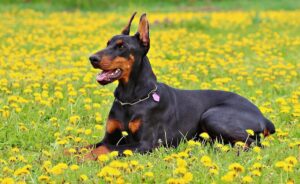 Dobermann: elegante, intelligente e incredibilmente leale