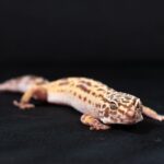 Geco leopardino (Eublepharis macularius): caratteristiche, habitat e cure