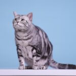 American Shorthair: il gatto forte, affettuoso e indipendente