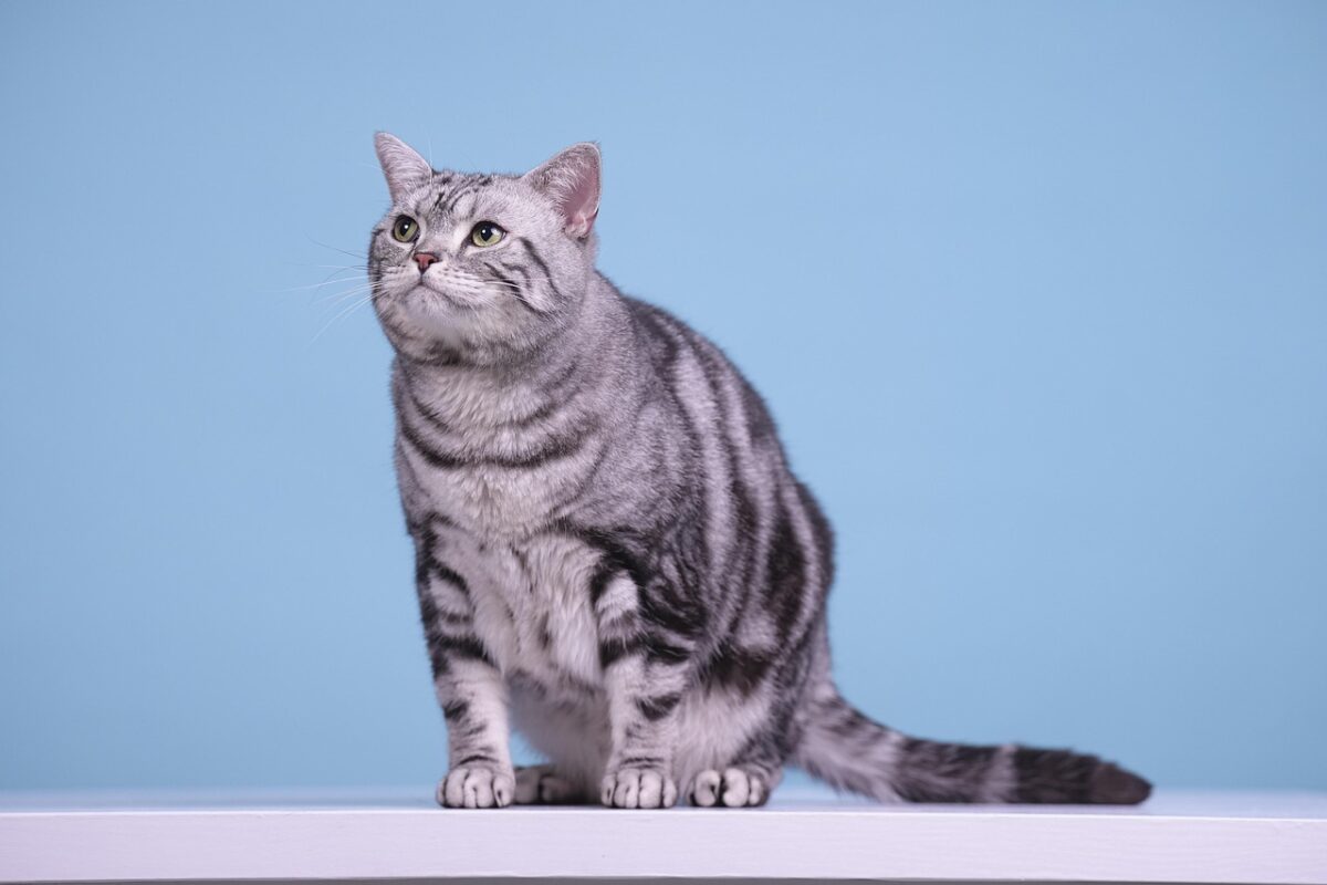American Shorthair: il gatto forte, affettuoso e indipendente