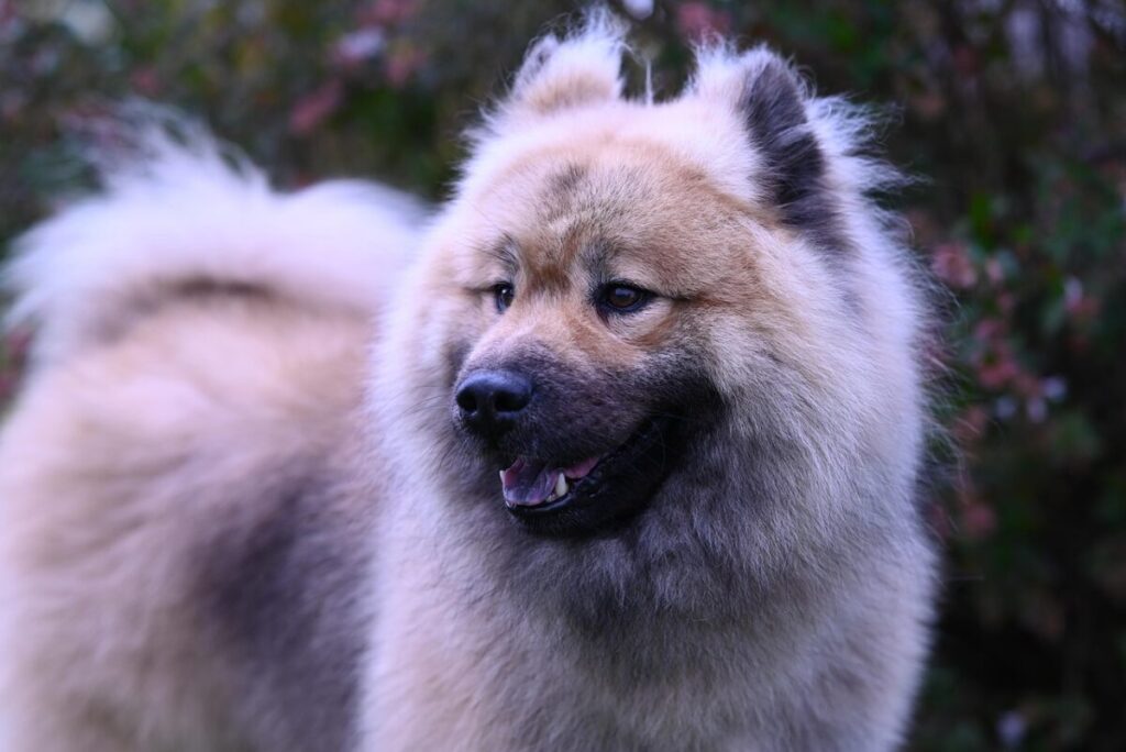 Eurasier: caratteristiche, carattere e cure di una razza affettuosa e intelligente