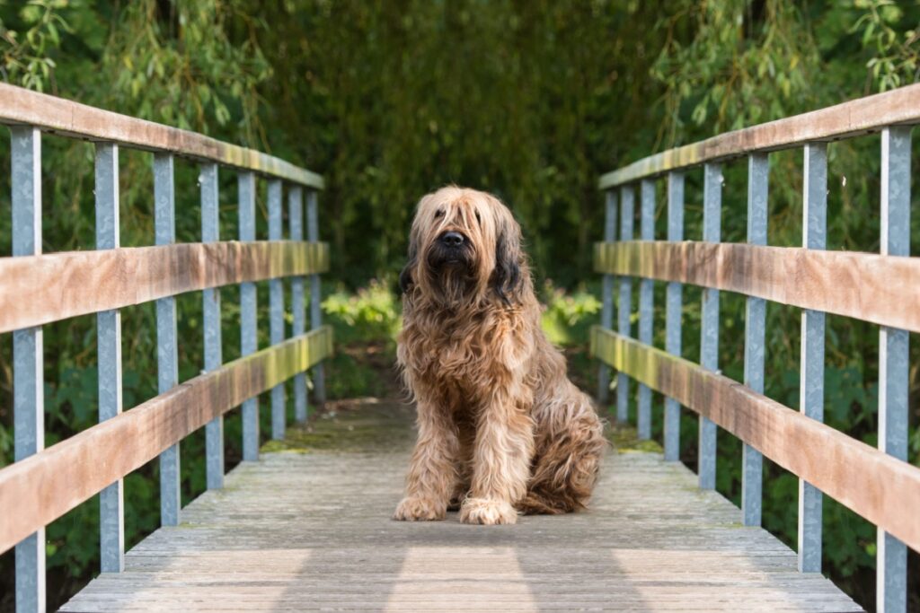 Galleria foto 'Cane da Pastore di Brie (Briard): caratteristiche, carattere e salute' - foto 1