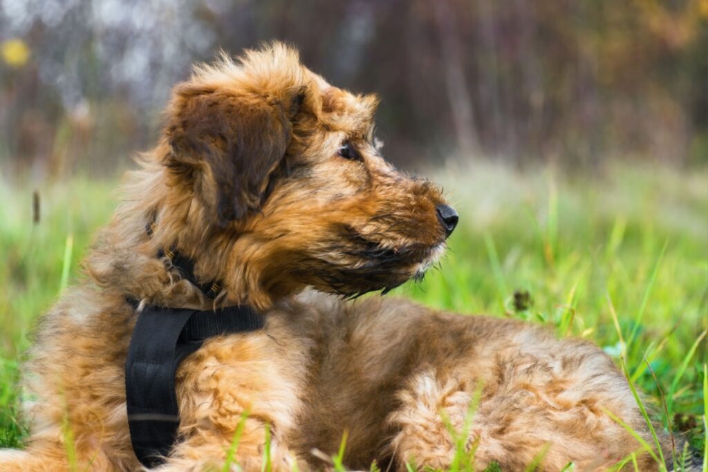 Galleria foto 'Cane da Pastore di Brie (Briard): caratteristiche, carattere e salute' - foto 3