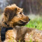 Cane da Pastore di Brie (Briard): caratteristiche, carattere e salute