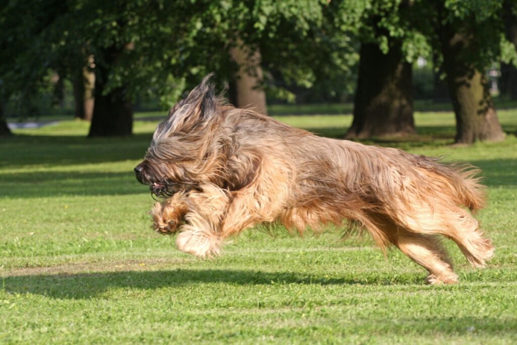 Galleria foto 'Cane da Pastore di Brie (Briard): caratteristiche, carattere e salute' - foto 2
