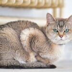 Burmilla: caratteristiche, carattere, salute e curiosità