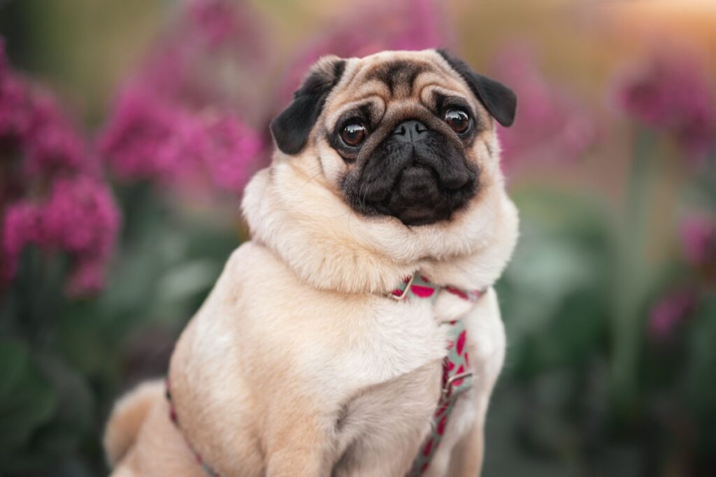 Il cane Carlino Il cane Carlino