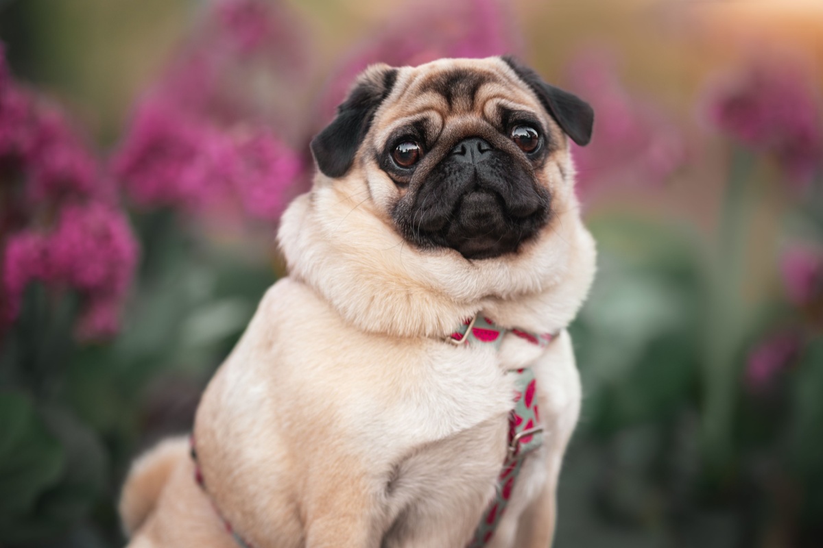 Il cane Carlino Il cane Carlino