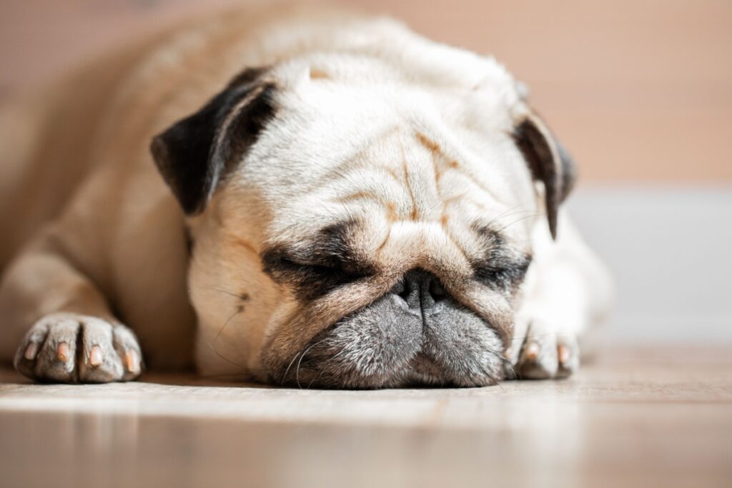 Il cane Carlino Il cane Carlino