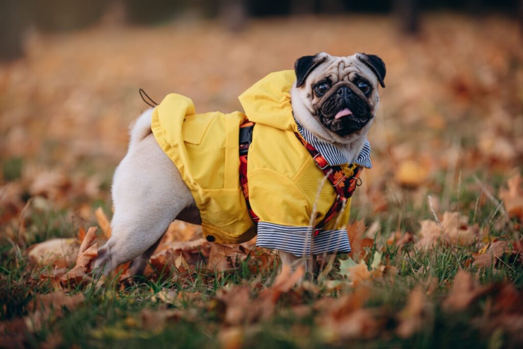 Il cane Carlino Il cane Carlino