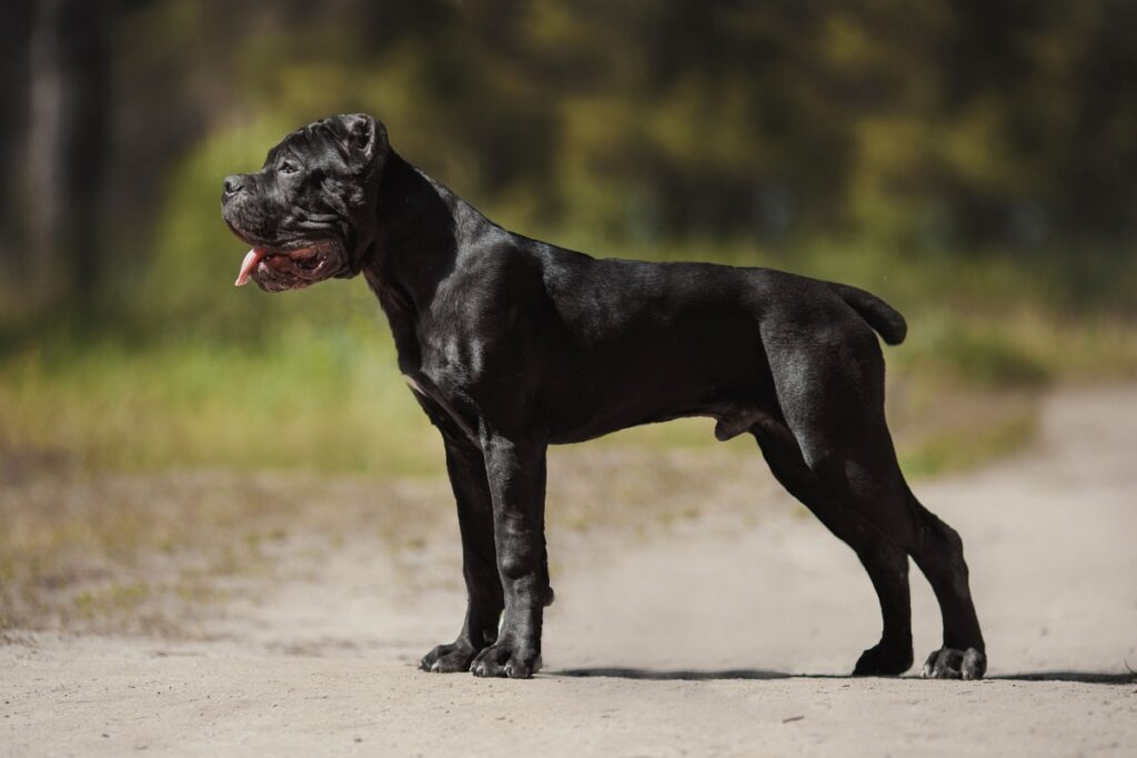 Il Cane Corso Il Cane Corso