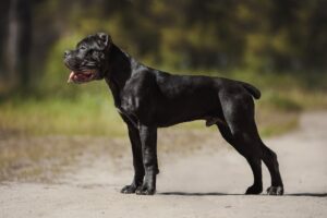 Il Cane Corso
