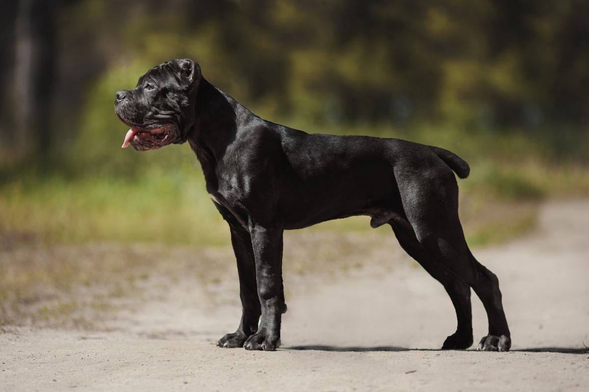 Il Cane Corso Il Cane Corso